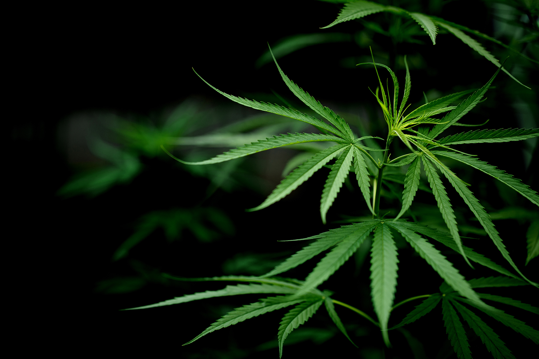 Is it legal to grow marijuanas in california